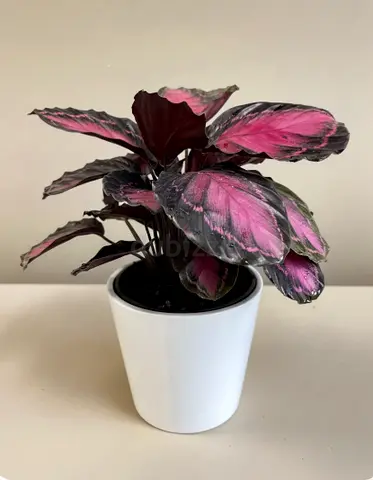 Purple Calathea (Calathea Roseopicta) in white pot - healthy indoor plant {free delivery}