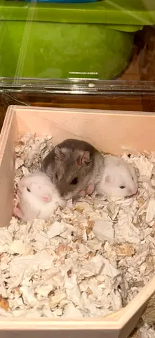 Baby hamsters for adoption