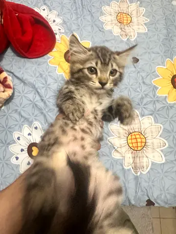 Cats free adoption