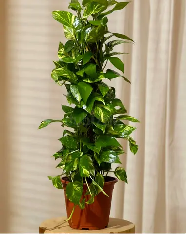 Money plant (Epipremnum) climbing indoor plant in pot{free delivery}