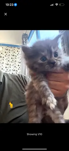Pets for adoption