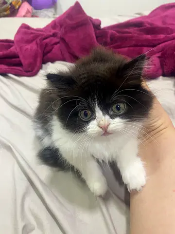 2-month-old fluffy black white kitten — friendly, litter trained