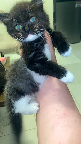 Young black and white kitten - friendly, needs new home