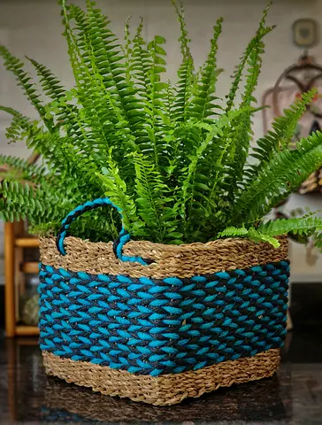 Boston fern indoor plant with seagrass & blue cotton rope decorative plant basket