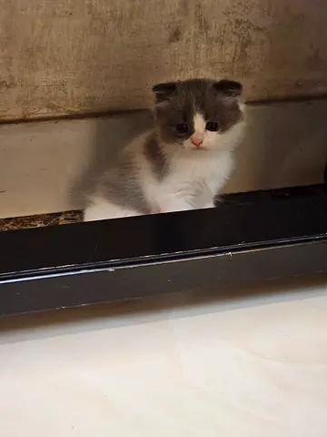Kitten