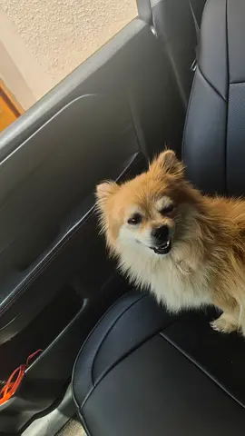 Pomeranian dog for adoption