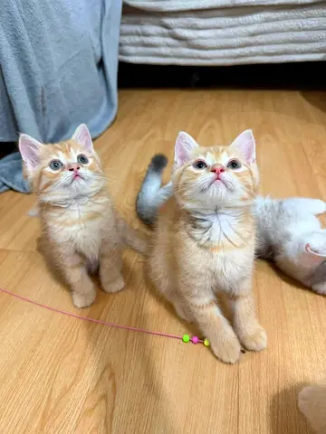 Persian males and females