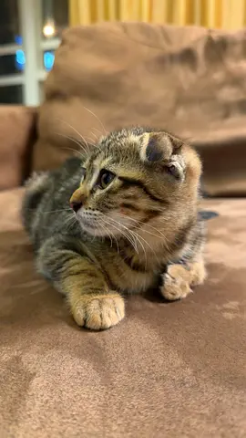 Scottish fold kittens For adoption