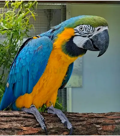 Beautiful Blue-and-Yellow Macaw parot