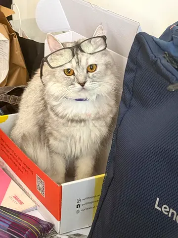 Freindly Sweet Female cat up for FREE adoption