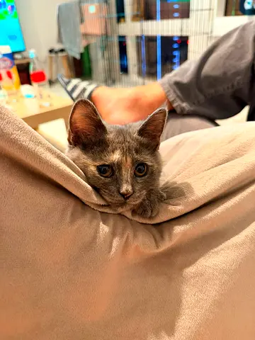 British cat girl 5 months old
