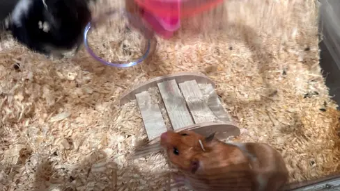 2 funny hamsters girls for free
