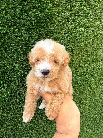 Puppy for adoption