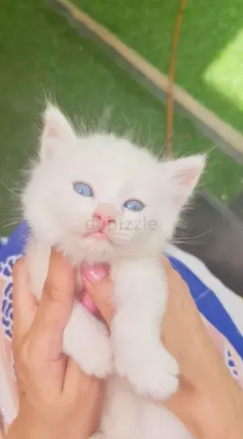 Kitten