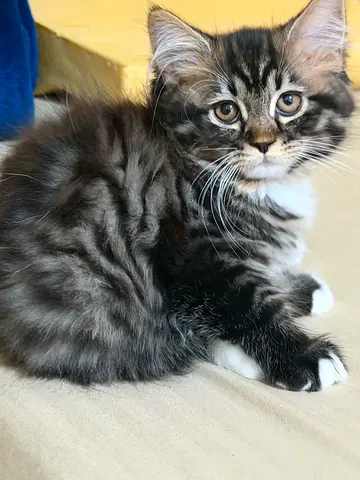 Friendly long-haired tabby kitten available for adoption