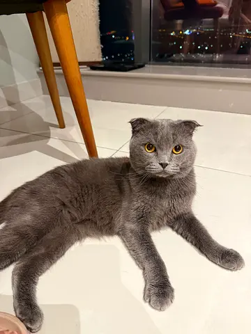 Scottish fold cat