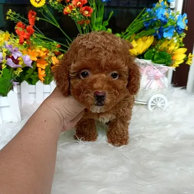 Toy Poodle puppies