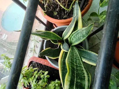 MOVING OUT SALE: Sansevieria (Snake Plant) - Healthy Variegated Potted Plant