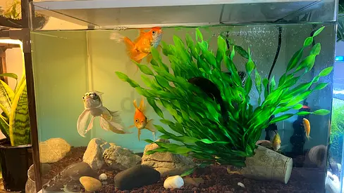 Glass Fish Tank with Goldfish and Accessories