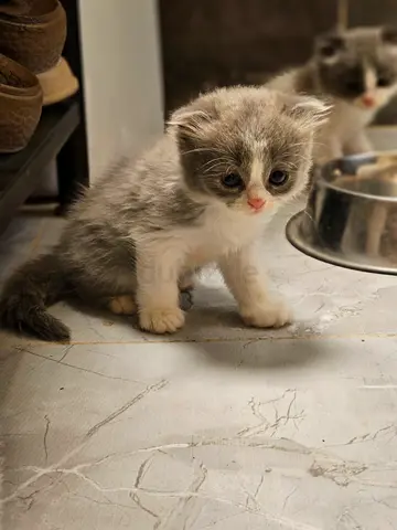 Kitten