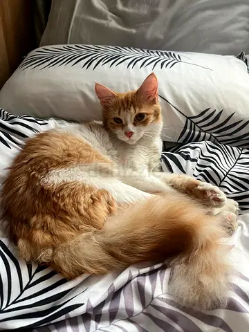 Beautiful young orange & white cat with fluffy tail available for FREE adoption