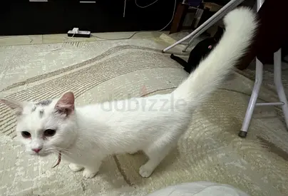 Beautiful Persian Male Cat absolutely free adoption