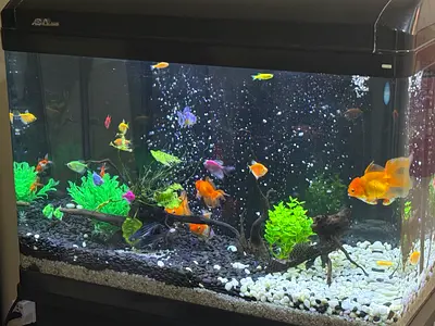 120L Glass Aquarium Hood Light and Stand (Ready-to-Use)