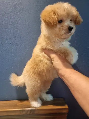 Small pocket size puppy