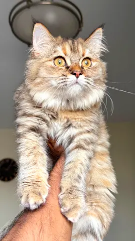 British short hair kitten