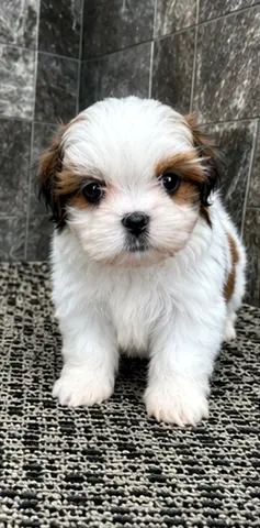 Cute Shih Tzu with a Fluffy Coat