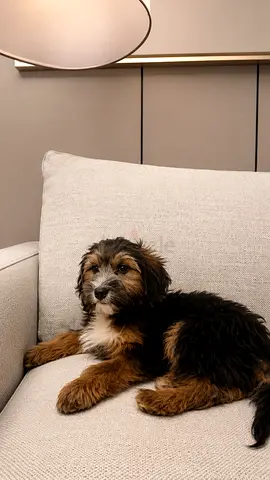 3 months tri color maltepoo for adoption