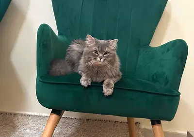 Grey Long-Haired Cat for Free Adoption