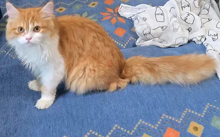 ginger & white cat - friendly, vaccinated.