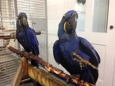 Blue & Gold Macaws Available