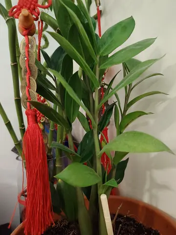 MOVING OUT SALE: Healthy ZZ Plant (Zamioculcas)