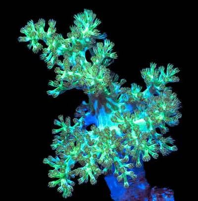 Kenya tree frag