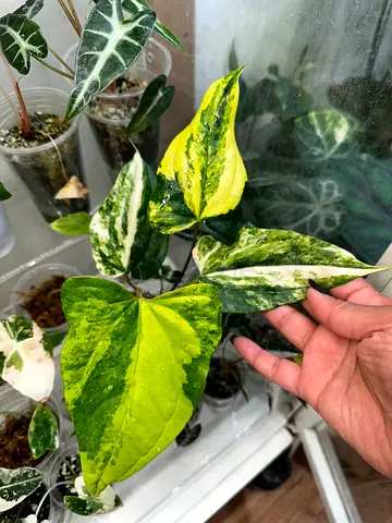 Variegated Anthurium Pterodactyl x . Aed600/-. Pickup from financial center metro station. Delivery