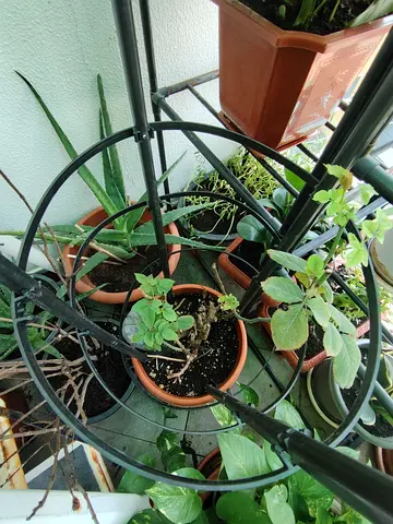 MOVING OUT SALE: White Rose Plant / Flower Pot Holder - Good Condition