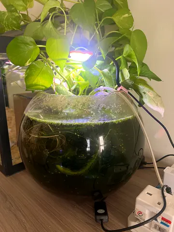 Small glass aquarium bowl with live plants and LED light