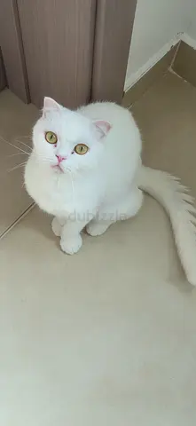 انثى سكوتش فولد بيضاء