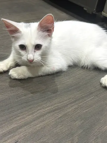 Beautiful White Kitten for Free Adoption