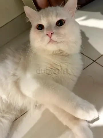 cat for adoption