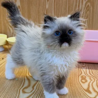 Adorable Blue-Eyed Ragdoll Kitten