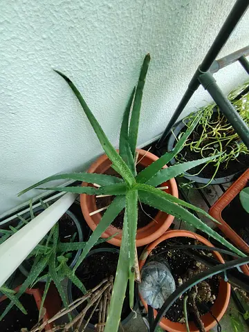 URGENT: MOVING OUT SALE- Aloe Vera plant in terracotta pot