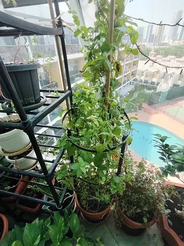 MOVING OUT SALE: Mint Plant Potted climbing plants on balcony trellis - ready-grown greenery