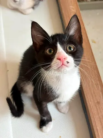 Kittens for free adoption