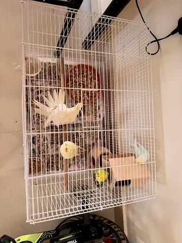 Cocktail and Friendly budgie pair