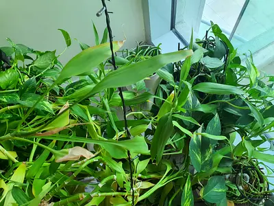 Plants