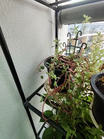 MOVING OUT SALE: Potted Trailing Succulent Plant - Ready to Rehome