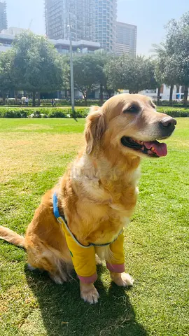 Pet of Free adoption